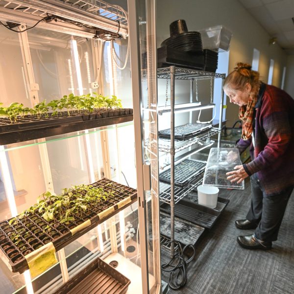 Barbara tending the seedlings