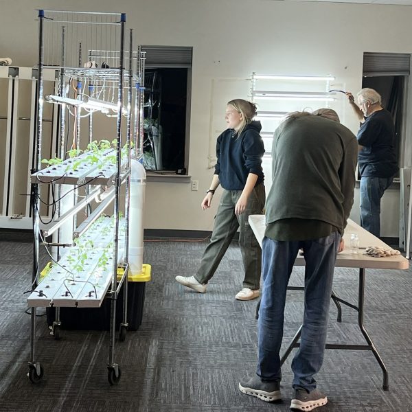 Basil is in its new home!