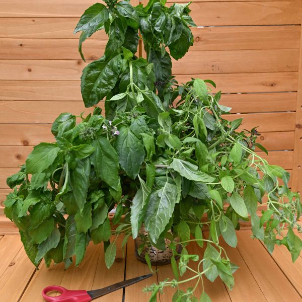 Bouquet of Basil, multiple varieties