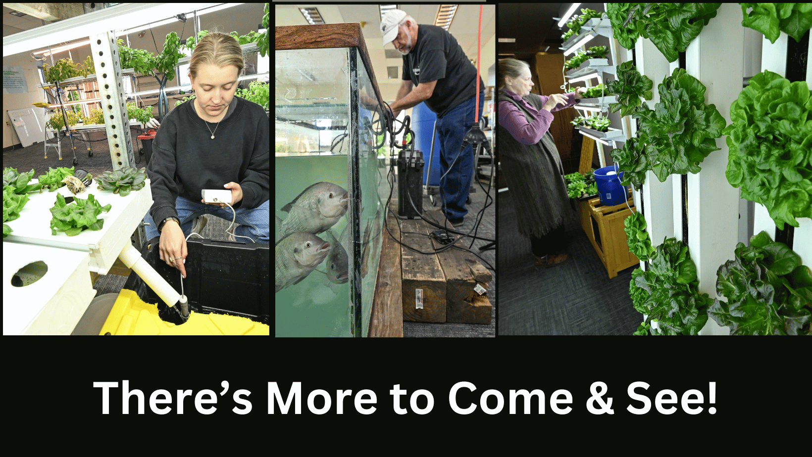 Carly's checking the hydroponic nutrients, Webb is getting the tilipia settled and Barbara's setting baby lettuce in place.