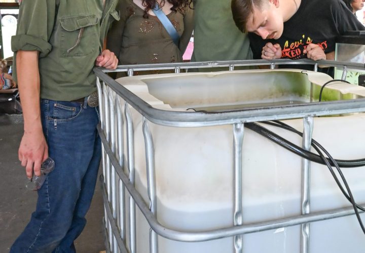 Teenagers checking out the Tilapia in the IBC tank.