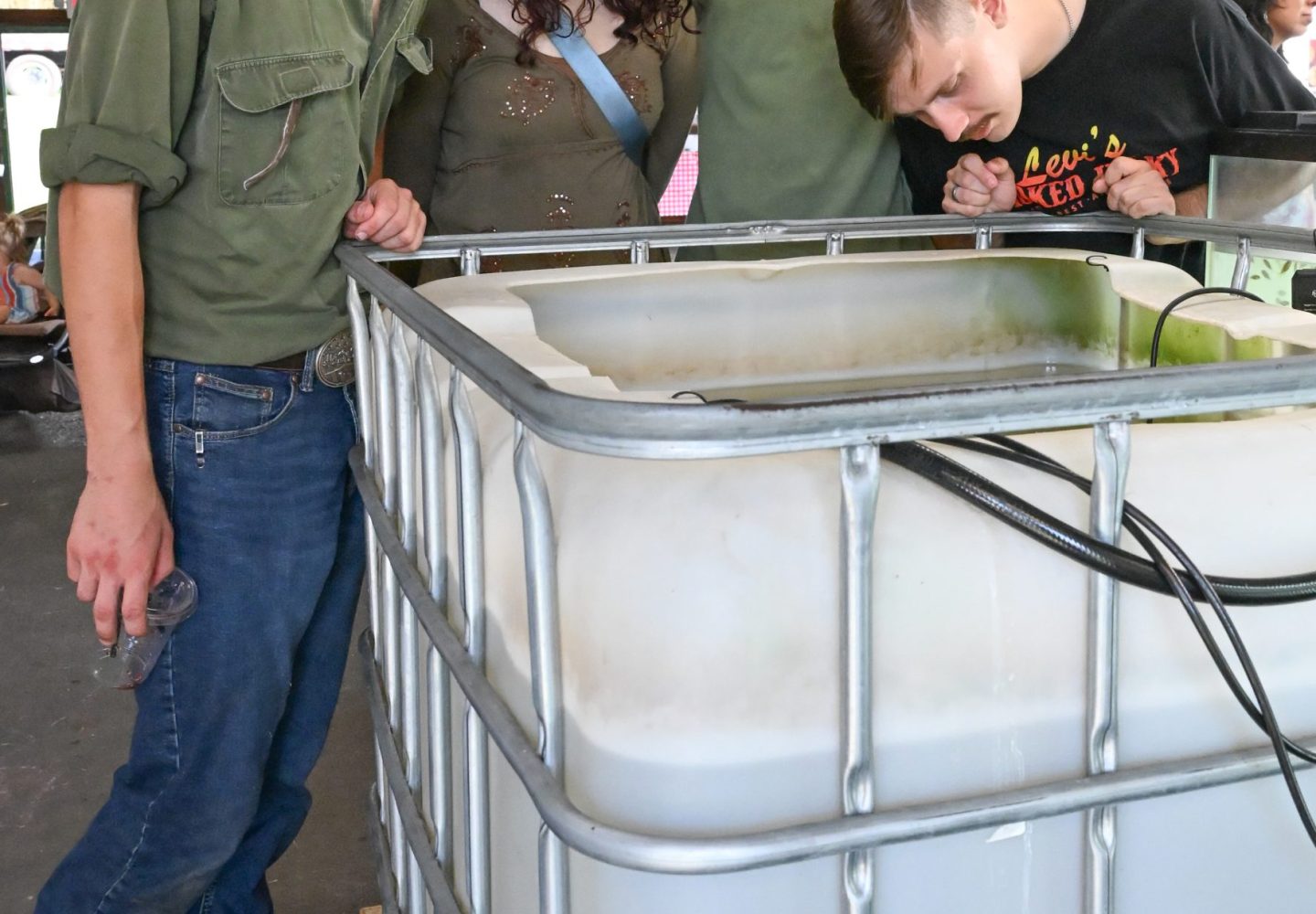 Teenagers checking out the Tilapia in the IBC tank.