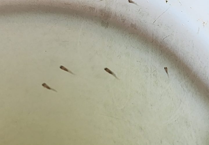 Baby fish born at the MGF 2024