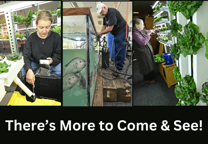 Carly's checking the hydroponic nutrients, Webb is getting the tilipia settled and Barbara's setting baby lettuce in place.