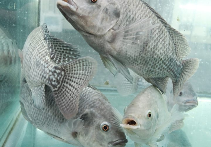 UPstairs-farm-meet-and-greet-11