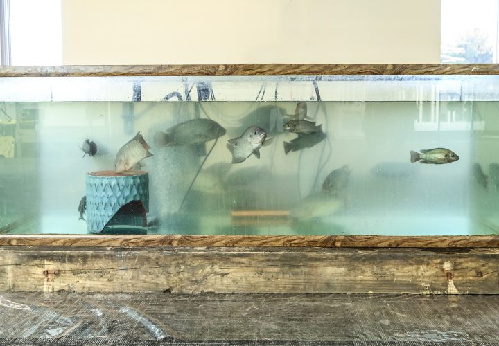 UPstairs-farm-meet-and-greet-13