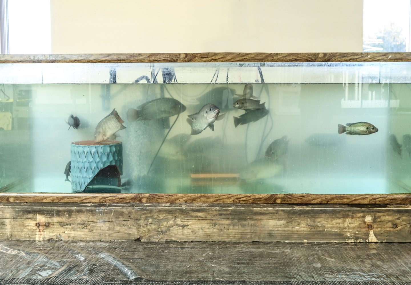 UPstairs-farm-meet-and-greet-13