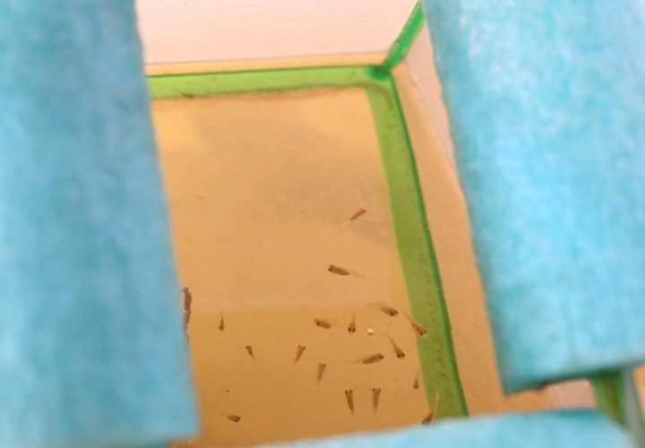 babies at the MGF in new playpen